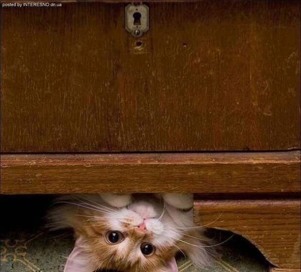 рыжий кот