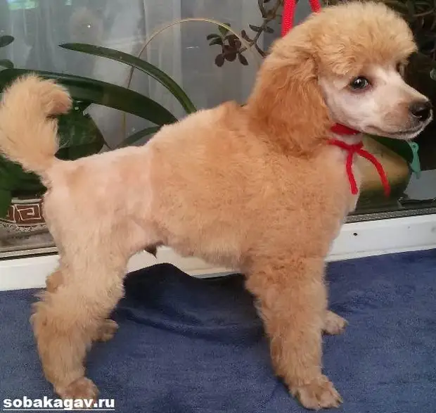 Карликовый пудель собака. Описание, особенности, уход и цена карликового пуделя
