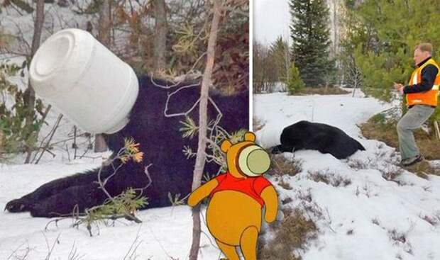 Приключения Винни-Пуха в реальной жизни медведь, винни-пух, канада