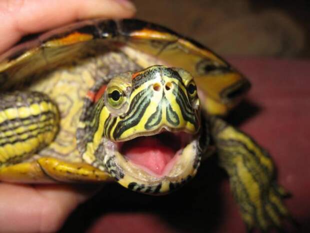 Красноухая черепаха: описание, особенности, фото. Сколько зубов у черепахи