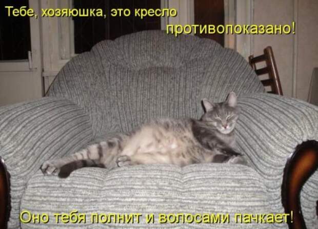 Весёлая котоматрица смех, фото