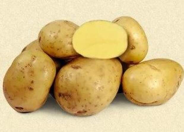 сорта картофеля для Подмосковья