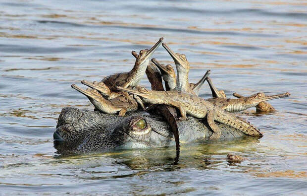 62784900_original (700x446, 398Kb)