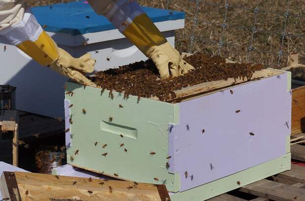 https://360tv.ru/media/uploads/article_images/2019/07/40878_beekeeping-1537156_960_720.jpg