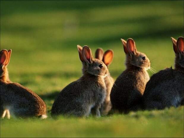 Недостатки существования множества кроликов в Австралии