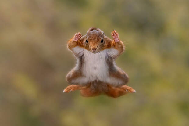 В США семья лишилась дома из-за белки