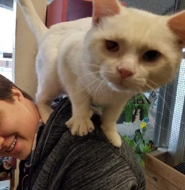кот из приюта кот сидит на плечах