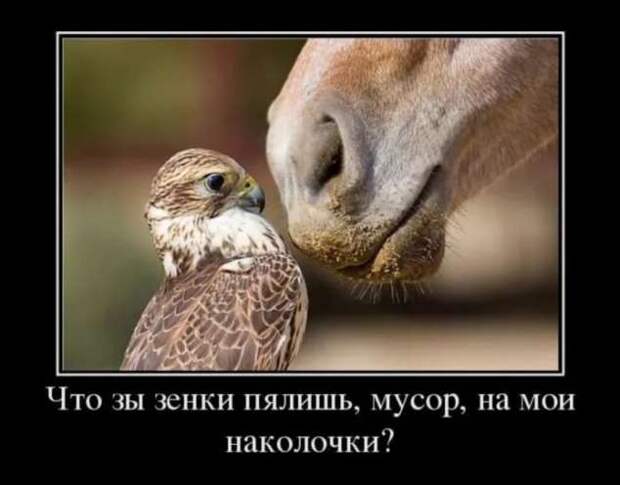 Прикольные демотиваторы с надписями. Подборка chert-poberi-dem-chert-poberi-dem-44530217102020-3 картинка chert-poberi-dem-44530217102020-3