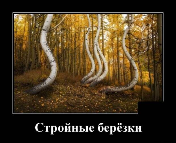 Смешные и прикольные демотиваторы для веселья (10 фото)