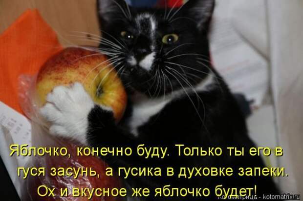 Лучшие котоматрицы недели