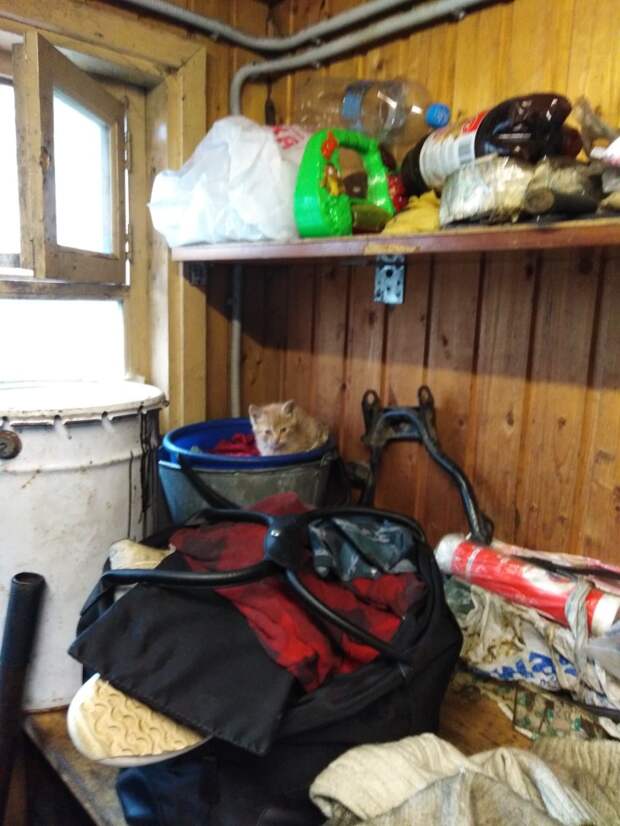 Эти малыши выживают... Может, им улыбнётся удача и найдётся передержка, или даже настоящий дом?!!