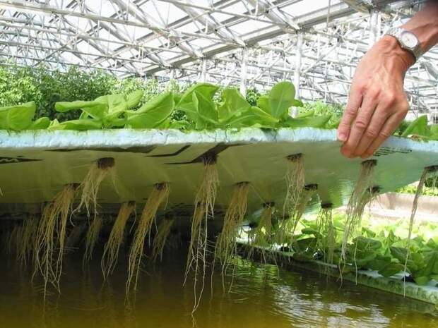 Используют также гидропонный метод выращивания дача, клубника, на заметку, огород, сбор урожая, фото