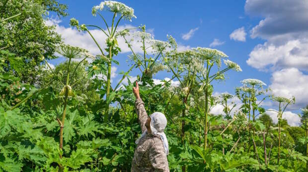 Закон о борьбе с борщевиком приняла Госдума: владельцев земли обяжут уничтожать опасные сорняки