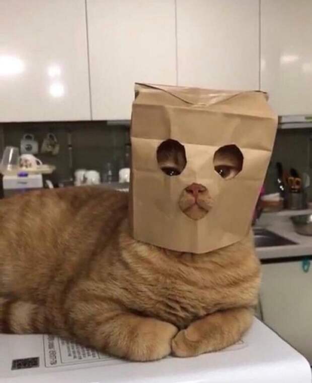 Когда хозяин слегка идиот
