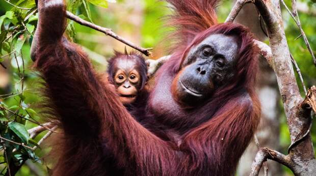 Малайзия решила ввести "дипломатию орангутанов" и дарить приматов партнерам