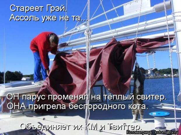 Лучшие котоматрицы недели (50 фото)