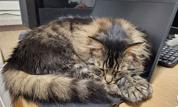 3 кошки