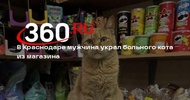 В Краснодаре мужчина украл больного кота из магазина