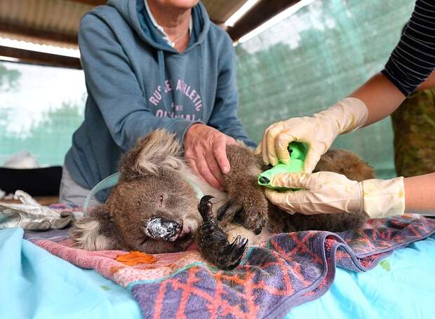 Так оказывают помощь раненым и оставшимся без родителей коалам в специальных клиниках, многие из которых, к слову, переполнены Фото: REUTERS
