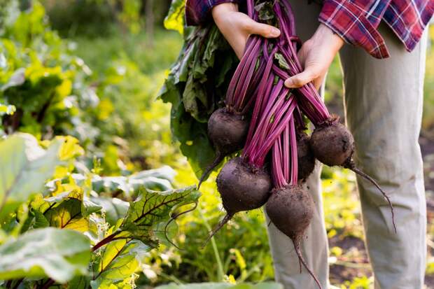 Топ-10 лучших сортов свеклы: описание и особенности выращивания кормовой, столовой и сахарной свеклы