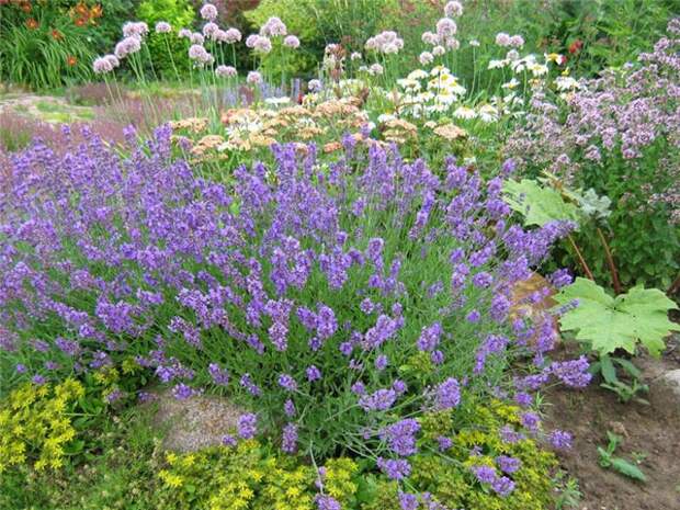 http://zpitomnik.ru/images/annual/lavender_angustifolia/3.jpg