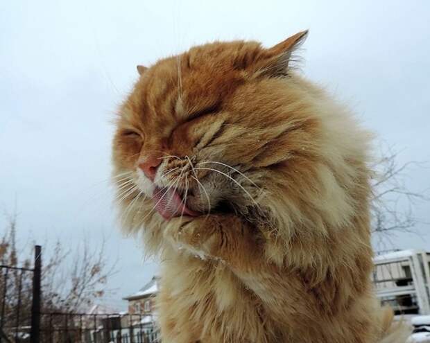 Как живет Котоляндия: Сибирские коты покорили Интернет