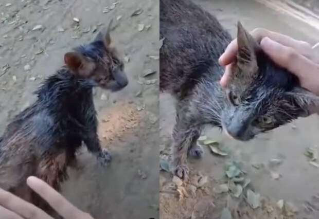 Скриншот © YouTube / BazPaws