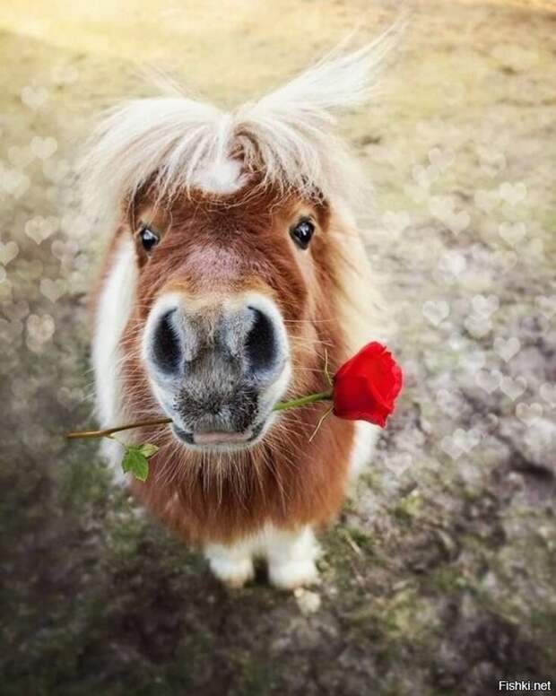 8ecf372cdd9100f11b2ecfb09be98944 (559x700, 84Kb)