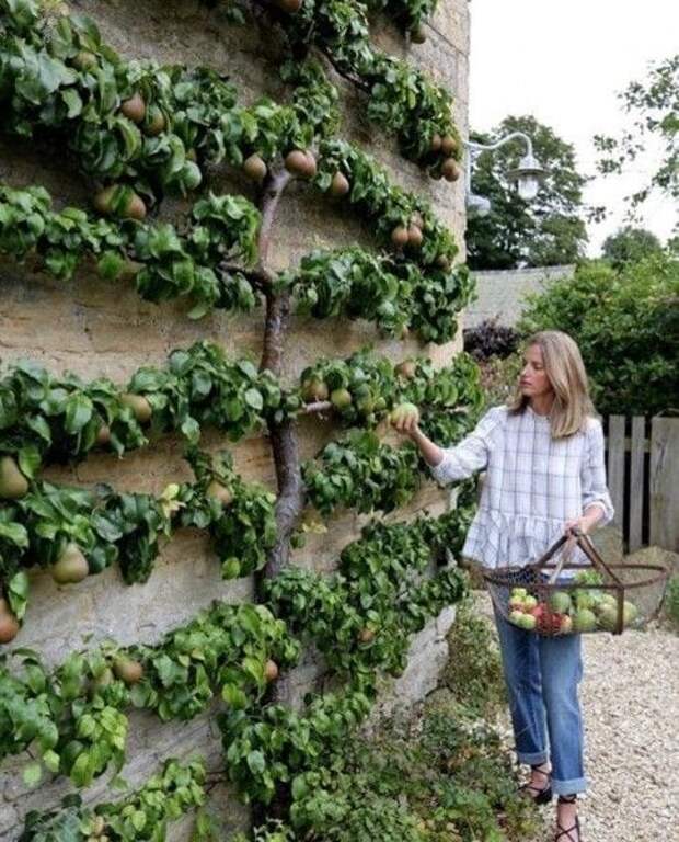 Отличный способ выращивания фруктовых деревьев для экономии места