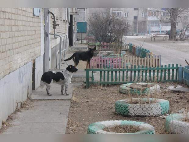 Три тысячи собак содержатся в читинском приюте