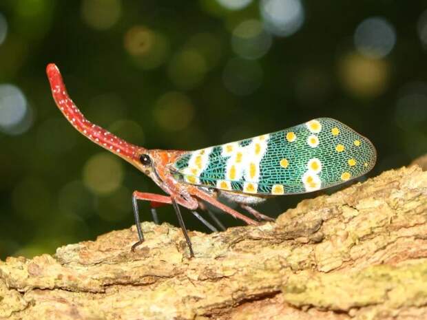 6 изумительно красивых насекомых