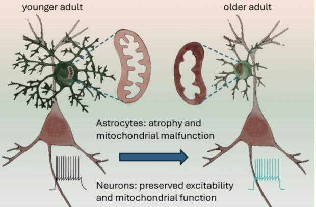 Старение мозга по-разному влияет на астроциты и нейроны