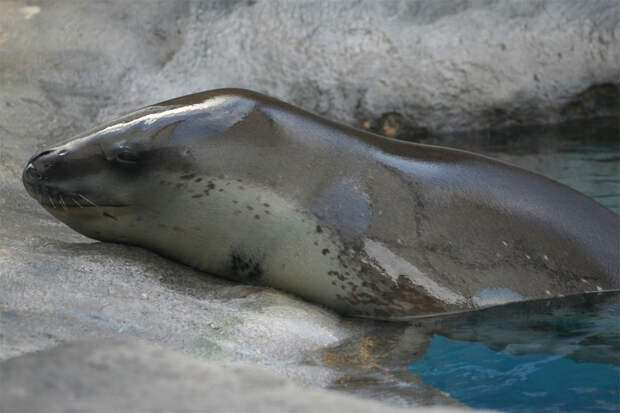 http://tambov-zoo.ru/alfaident/data/M/Morskoi-leopard/adFotoBig/Morskoi-leopard-01.jpg