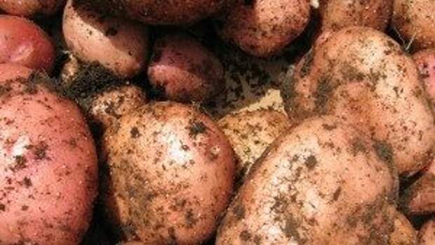 лучшие сорта раннего картофеля для Подмосковья