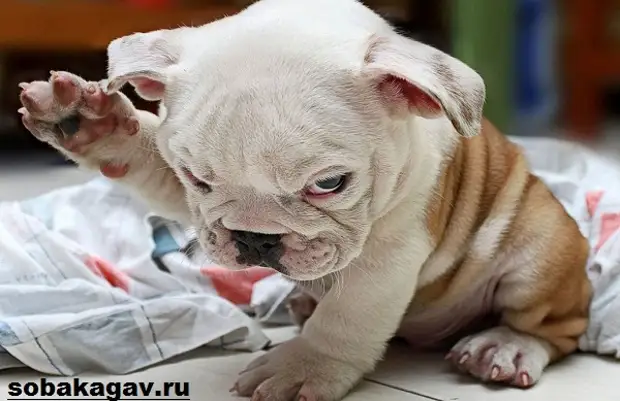 Американский бульдог собака. Описание, особенности, уход и цена американского бульдога