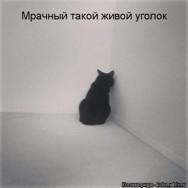 Лучшие котоматрицы недели  