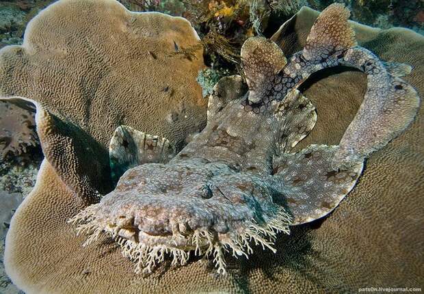 Бородатая акула в камуфляже, заповедник Raja Ampat, Западное Папуа, Индонезия, Индийский океан Бородатая акула в камуфляже, заповедник Raja Ampat, Западное Папуа, Индонезия, Индийский океан
