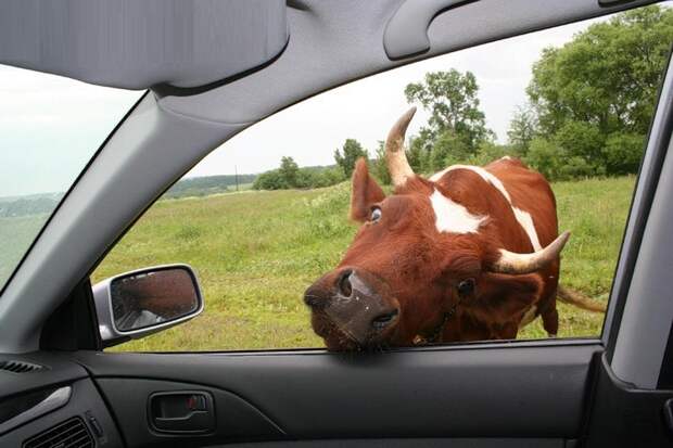 Картинки по запросу корова у дороги