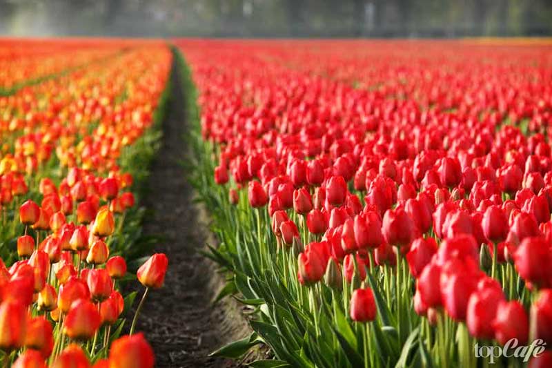 Необычные места Европы: Tulip Fields. CC0