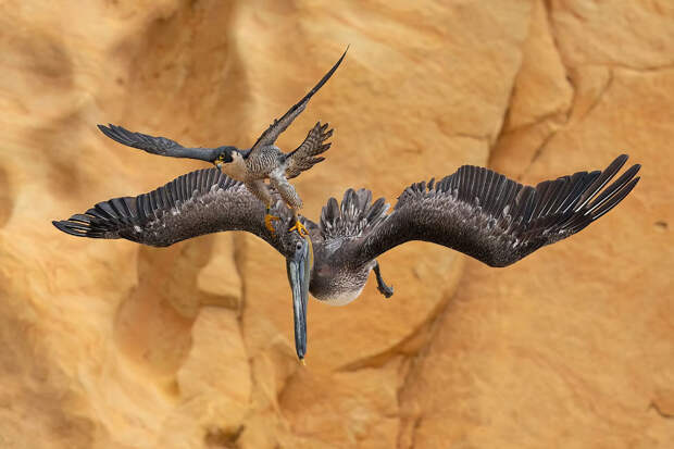 Победители конкурса на лучшие фотографии птиц Bird Photographer of the Year 2023