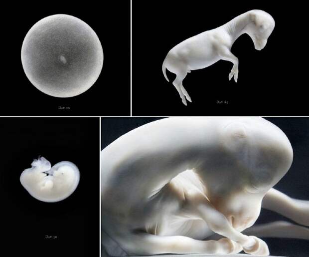 Фотопроект Equus: Красота Лошади