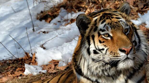 В Ленинградском зоопарке из-за остановки сердца умер амурский тигр Амадей