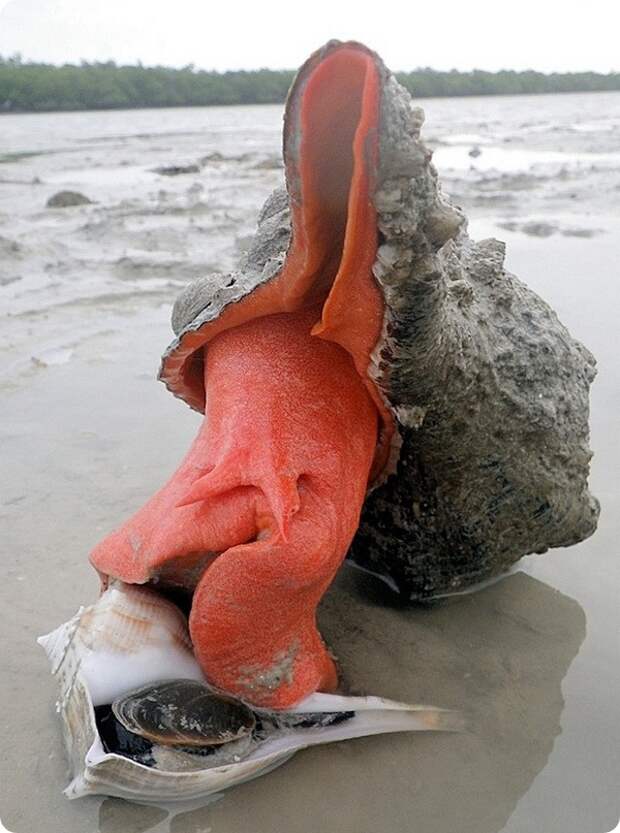 Флоридская лошадиная улитка (лат. Triplofusus giganteus)