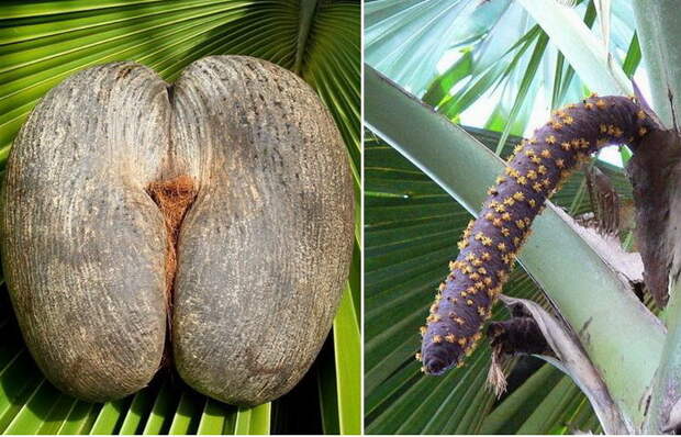 Коко-де-мер - самый необычный кокос на планете