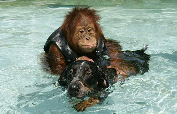 BEST OF FRIENDS - THE ORANGUTAN AND THE BLUE TICK HOUND