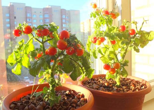 Все, что нужно знать о выращивании помидоров на подоконнике