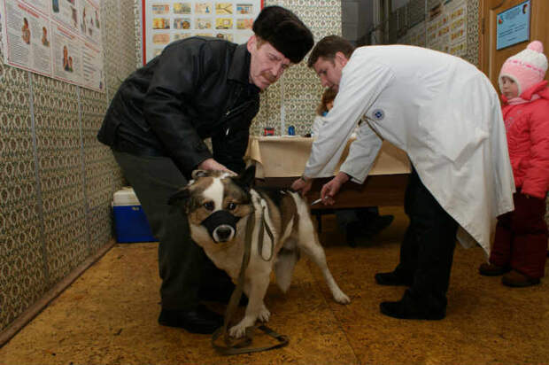 Прививка/фото из архива редакции