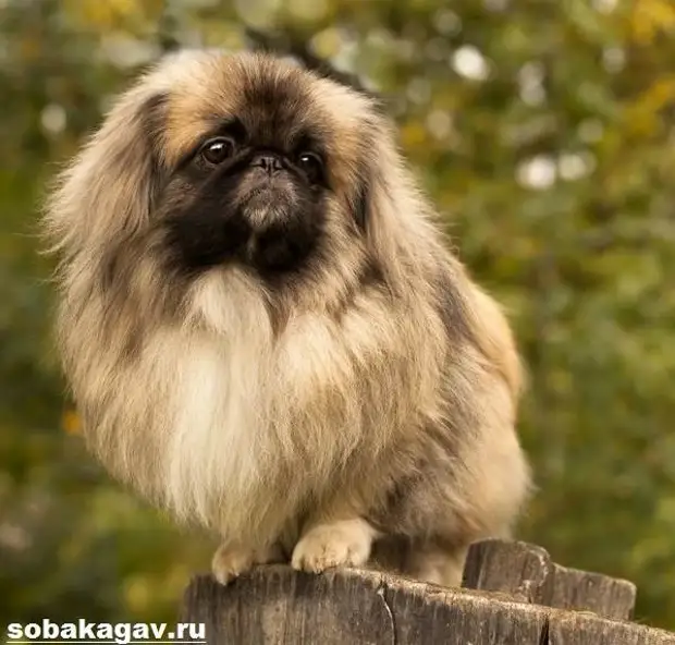 Пекинес собака. Описание, особенности, уход и цена пекинеса