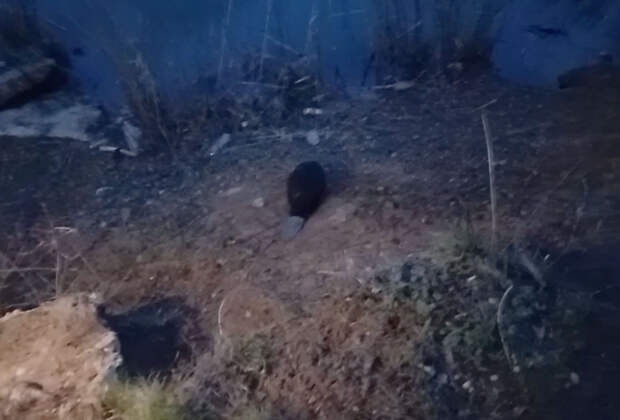 Волонтеры спасли упавшего в бетонную яму бобра