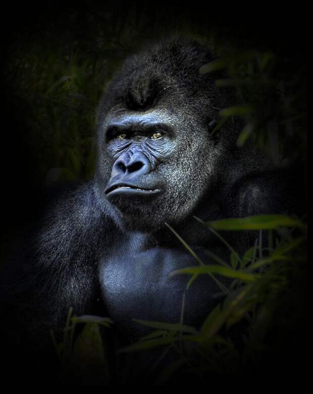 Лучшие фотографии International Photography Awards (IPA) 2007